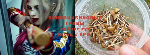 прущие грибы Вяземский